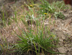 Imagem de Agoseris grandiflora (Nutt.) Greene