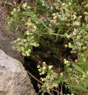 Image of narrowleaf bedstraw