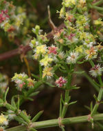 Image of narrowleaf bedstraw