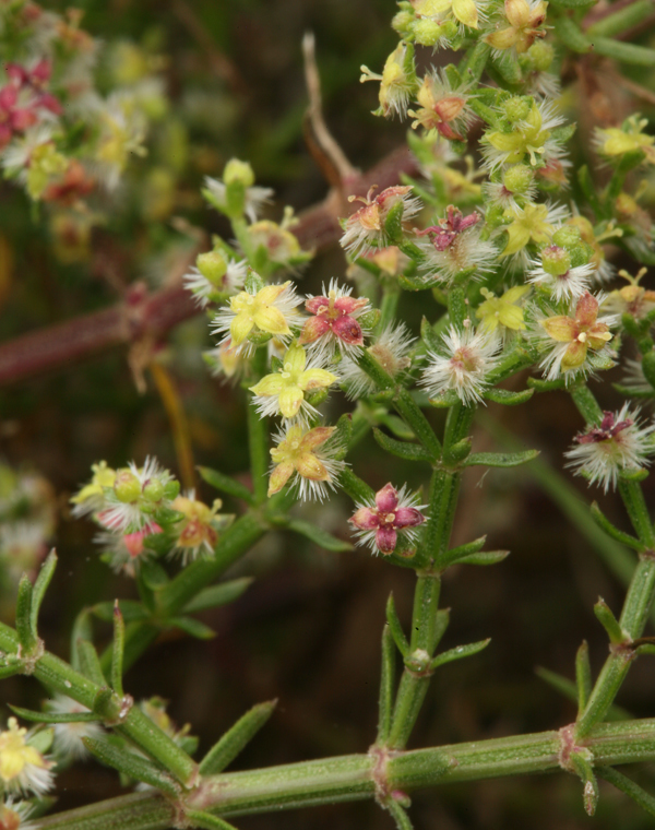 Image of narrowleaf bedstraw