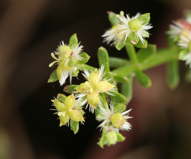 Image of narrowleaf bedstraw