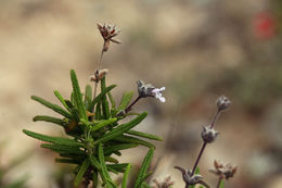 Imagem de Salvia brandegeei Munz