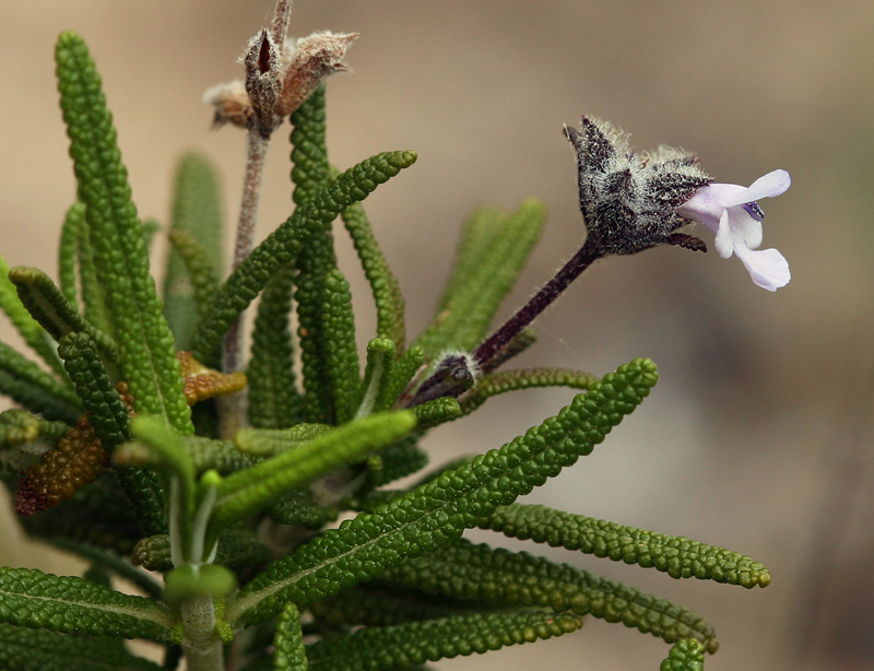 Imagem de Salvia brandegeei Munz