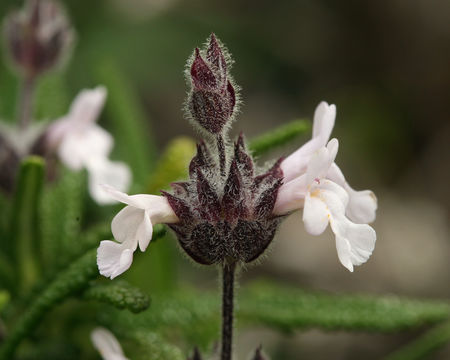 Sivun Salvia brandegeei Munz kuva