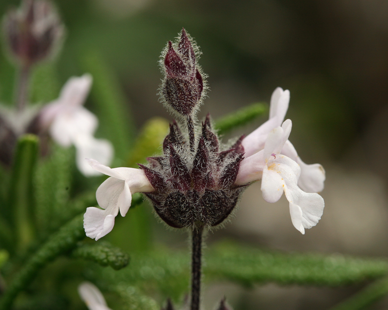 Imagem de Salvia brandegeei Munz