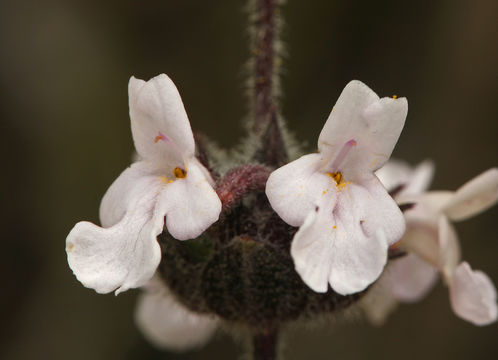 Sivun Salvia brandegeei Munz kuva