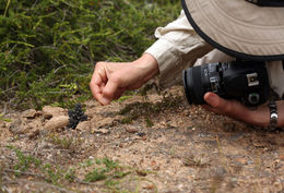 Image of chaparral broomrape