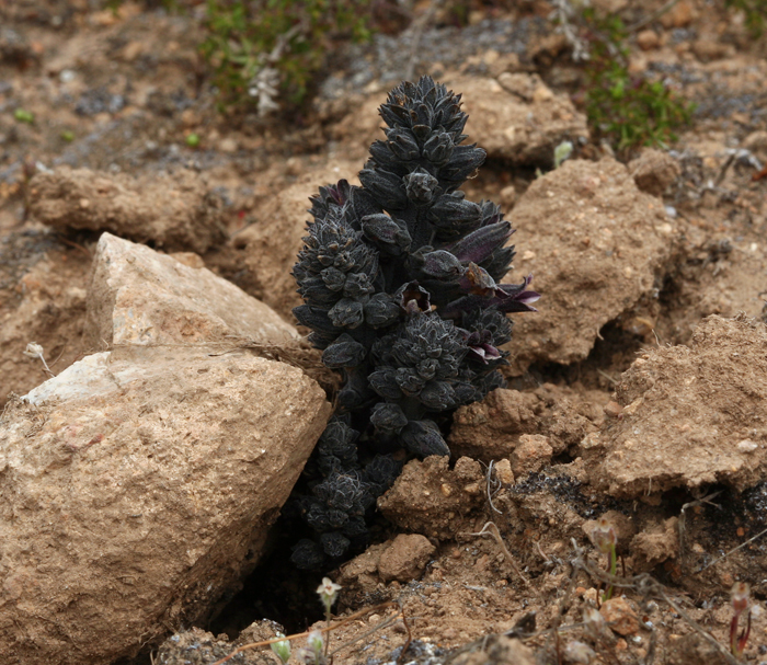 Image of chaparral broomrape