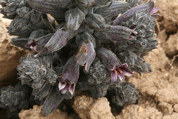 Image of chaparral broomrape