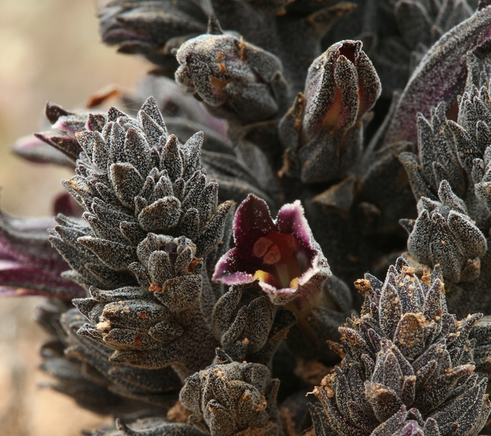 Image of chaparral broomrape