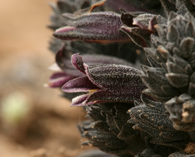 Image of chaparral broomrape