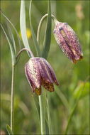 Слика од Fritillaria orientalis Adams