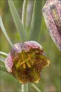 Слика од Fritillaria orientalis Adams