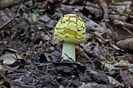 Image of Amanita flavipes S. Imai 1933