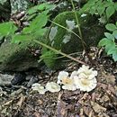 Image of funnel clitocybe