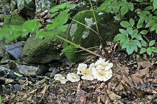 Image of funnel clitocybe