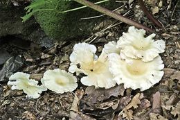 Image of funnel clitocybe