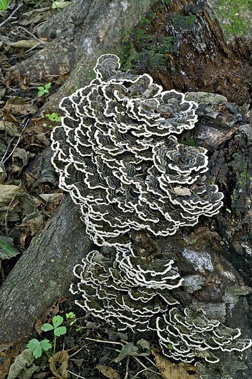 Image of Turkey Tail