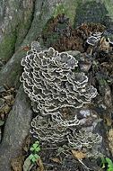 Image of Turkey Tail