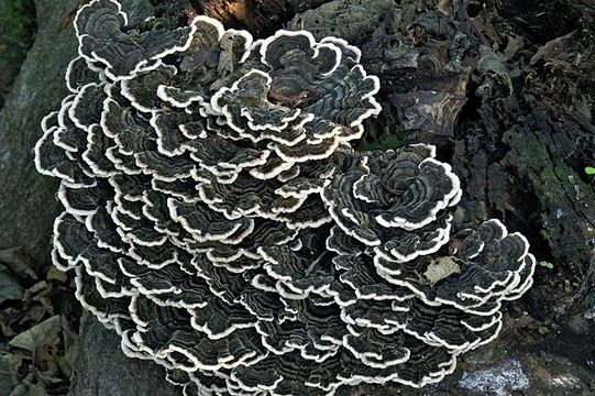 Image of Turkey Tail