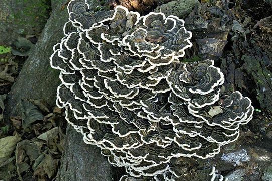 Image of Turkey Tail