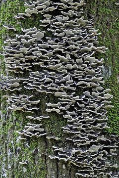 Image of Turkey Tail