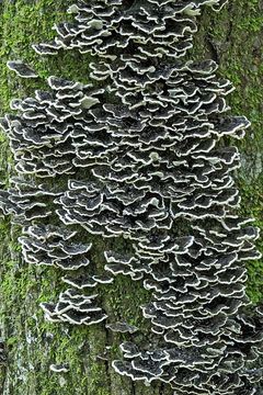 Image of Turkey Tail