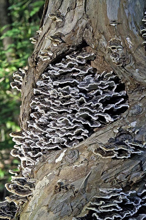 Image of Turkey Tail