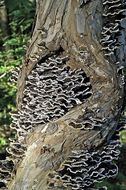 Image of Turkey Tail