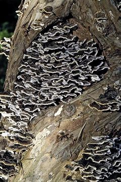 Image of Turkey Tail