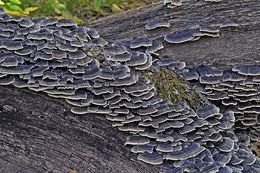 Image of Turkey Tail