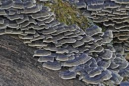 Image of Turkey Tail