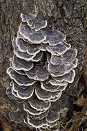 Image of Turkey Tail