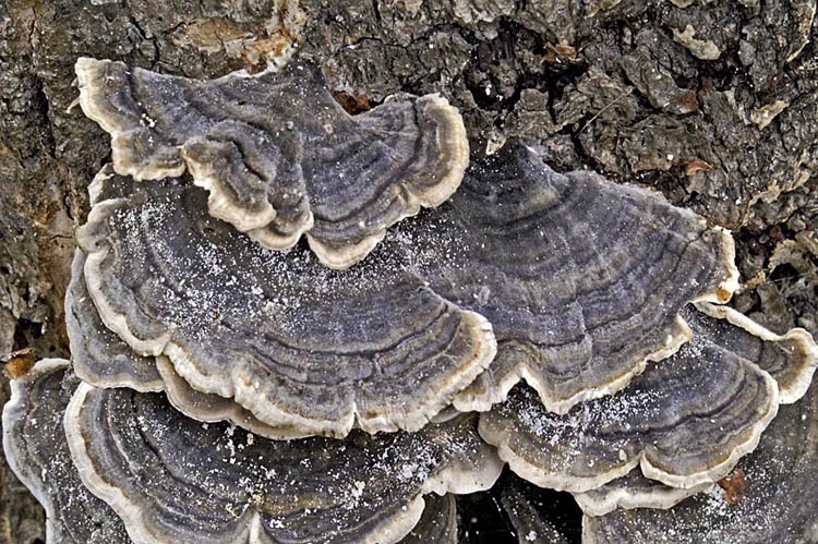 Image of Turkey Tail