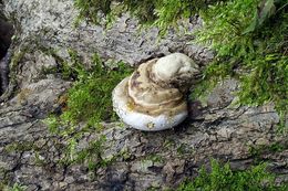 Image de Polypore marginé