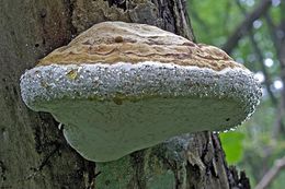 Image of Red-banded bracket