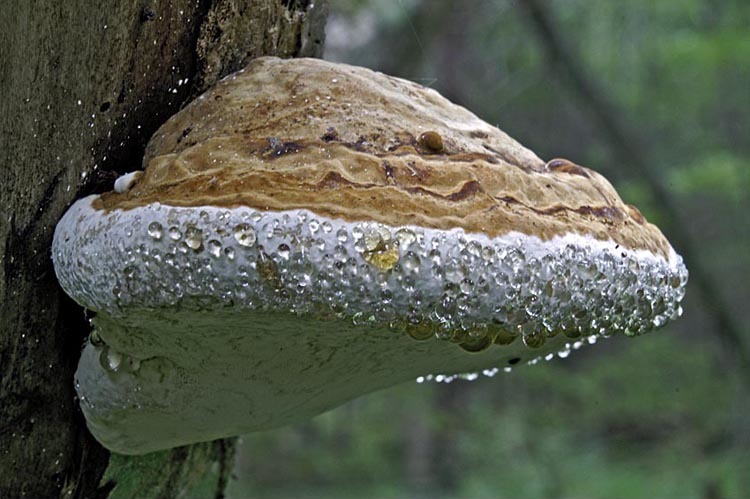 Image de Polypore marginé