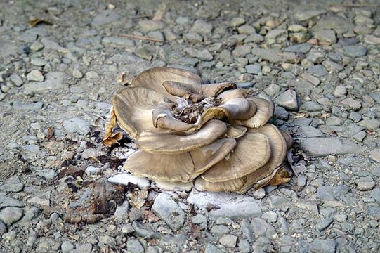 Image of Lyophyllum decastes (Fr.) Singer 1951