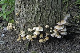 Image of Psathyrella candolleana (Fr.) Maire 1937