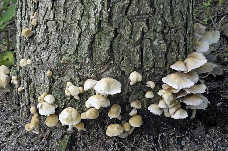 Image of Psathyrella candolleana (Fr.) Maire 1937