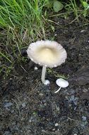 Image of Psathyrella candolleana (Fr.) Maire 1937