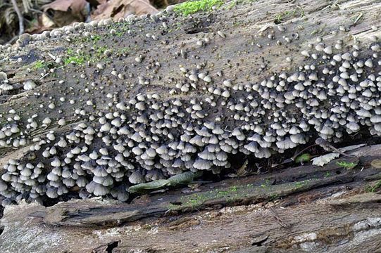 Image of black jelly oyster