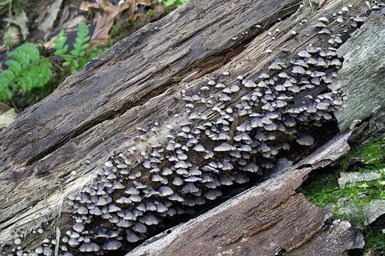 Image of black jelly oyster