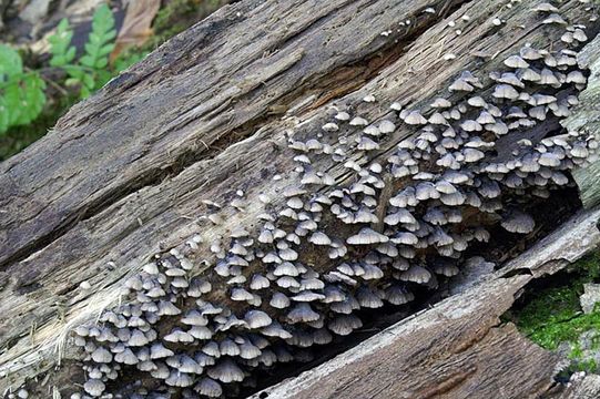 Image of black jelly oyster