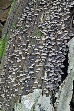 Image of black jelly oyster