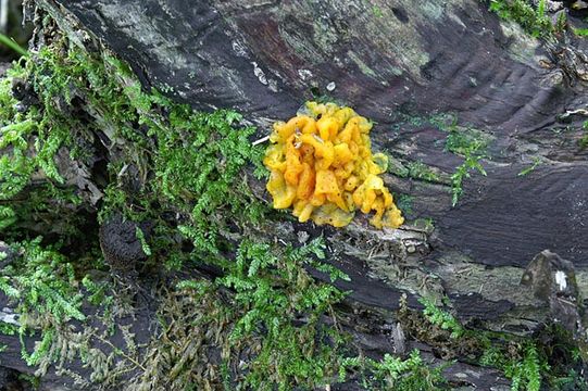 Image of <i>Tremella cinnabarina</i>