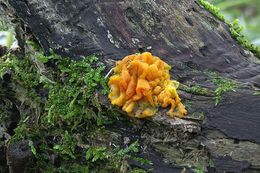 Image of <i>Tremella cinnabarina</i>