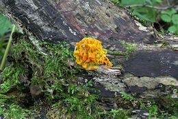 Image de <i>Tremella cinnabarina</i>