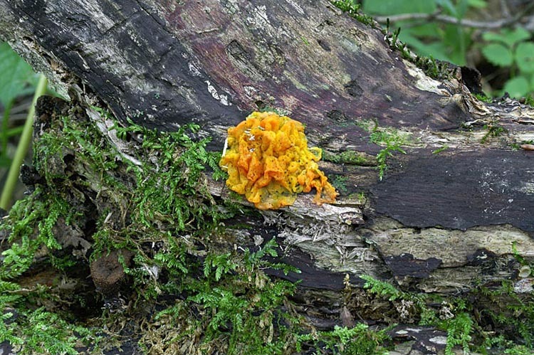 Image de <i>Tremella cinnabarina</i>