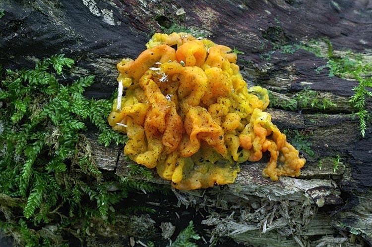 Image of <i>Tremella cinnabarina</i>